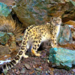 Snow-Leopard-Trek
